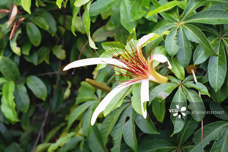 Ceiba Pentandra花在哥斯达黎加茂密的雨林中盛开图片素材