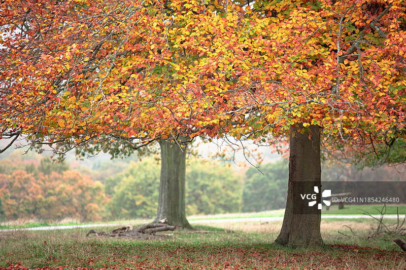 秋天的树木和颜色的叶子图片素材