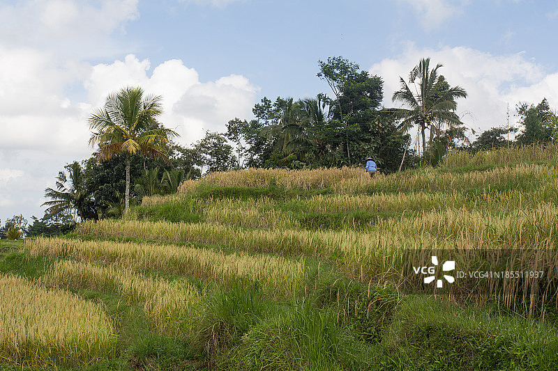 巴厘岛的稻田图片素材