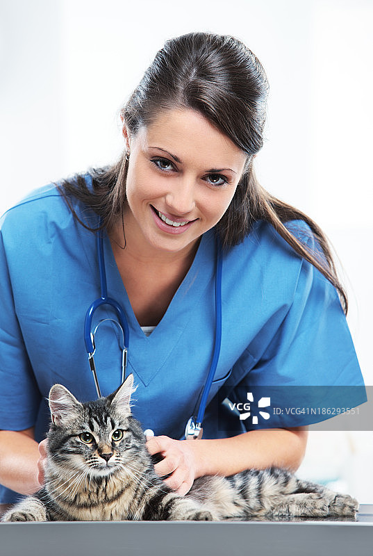 兽医照顾一只可爱的猫图片素材