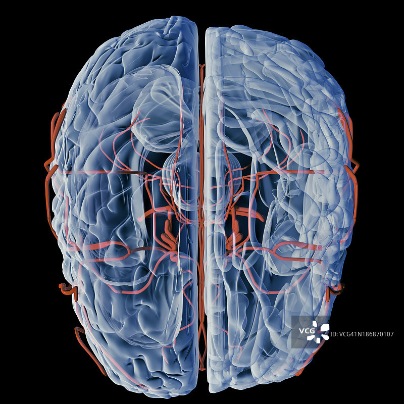 脑部血管x光图(上)图片素材