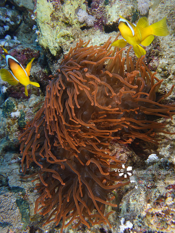 一对红海小丑鱼(Amphiprion bicinctus)栖息在荧光气泡顶端的海葵(Entacmaea quadricolor)，潜水地点House Reef, El Quesir，红海，埃及，非洲图片素材