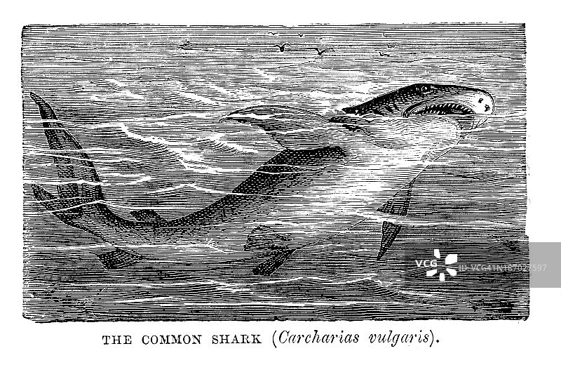 常见的鲨鱼图片素材
