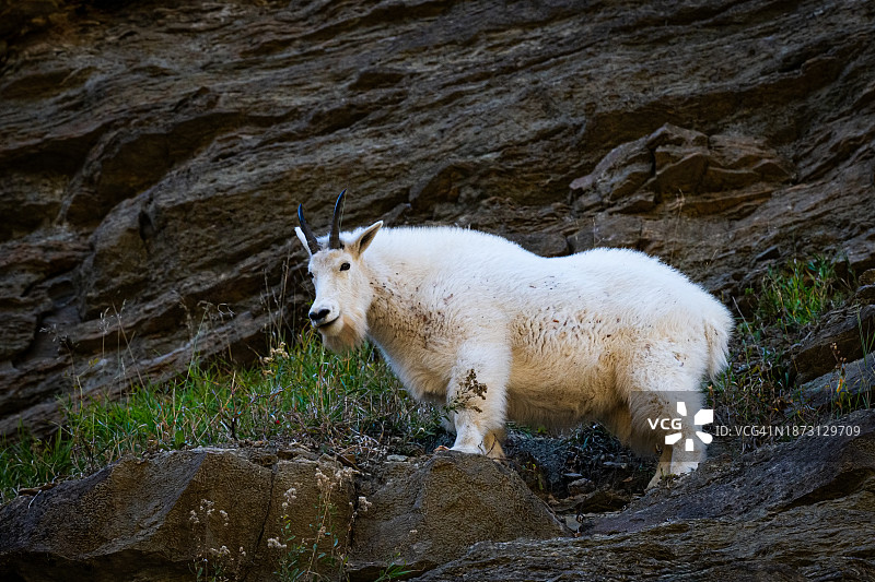 从岩石悬崖向下看的山羊图片素材