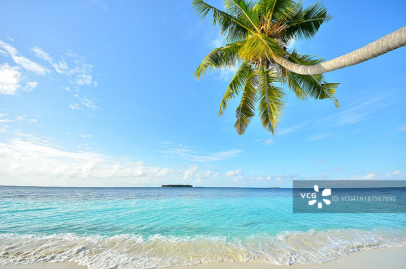 有椰子树的热带海滩图片素材