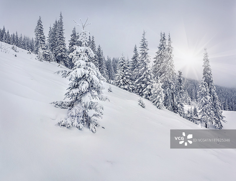 浓雾弥漫的山林冬季景观图片素材
