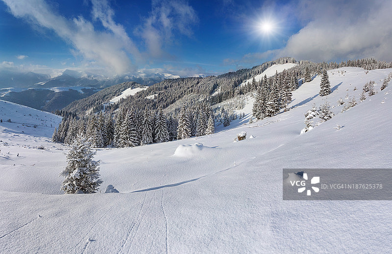冬天的山上，白雪覆盖着小圣诞树图片素材
