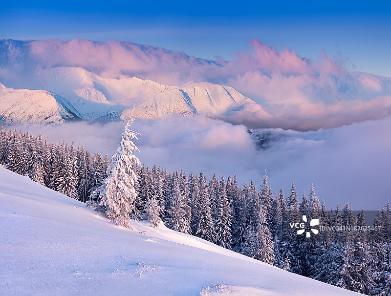 山上的圣诞树上覆盖着冰雪图片素材