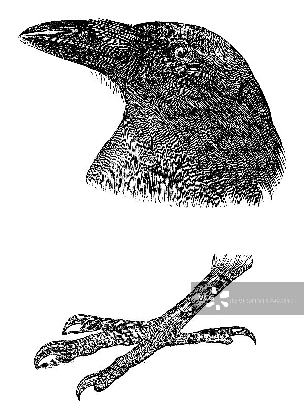 古董插图乌鸦的头和爪图片素材