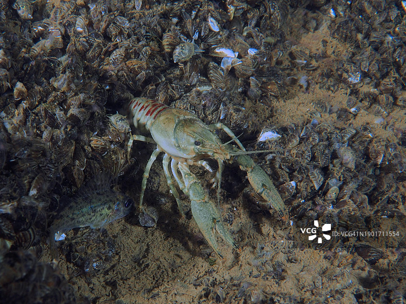 小龙虾(Faxonius limosus)，美洲小龙虾，入侵种。潜水网站Pumpwerk Rueschlikon，苏黎世湖，苏黎世州，瑞士，欧洲图片素材