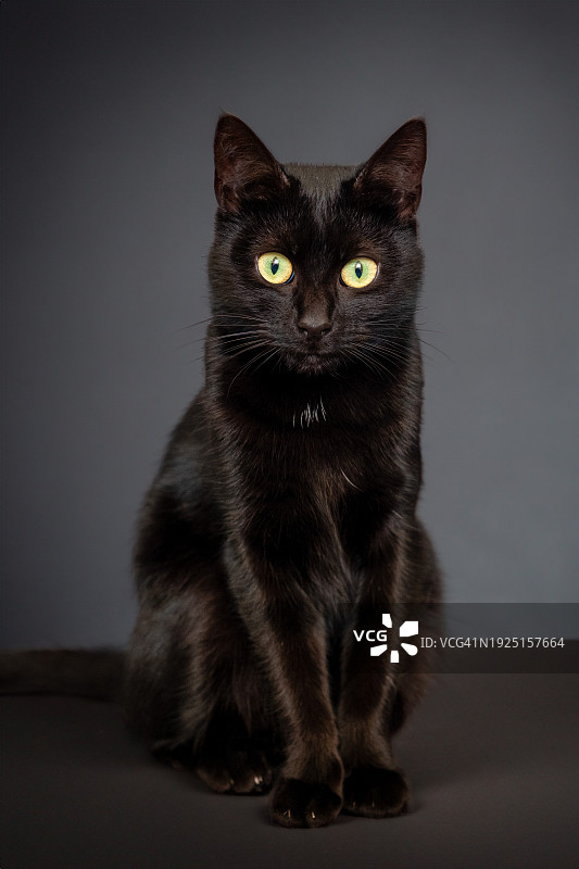 黑色背景下黑猫的肖像图片素材