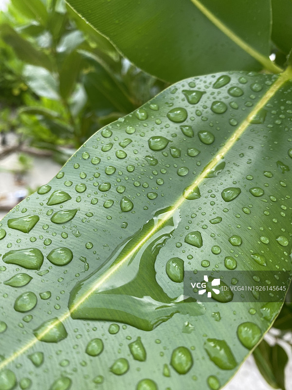 水滴落在热带树叶上图片素材