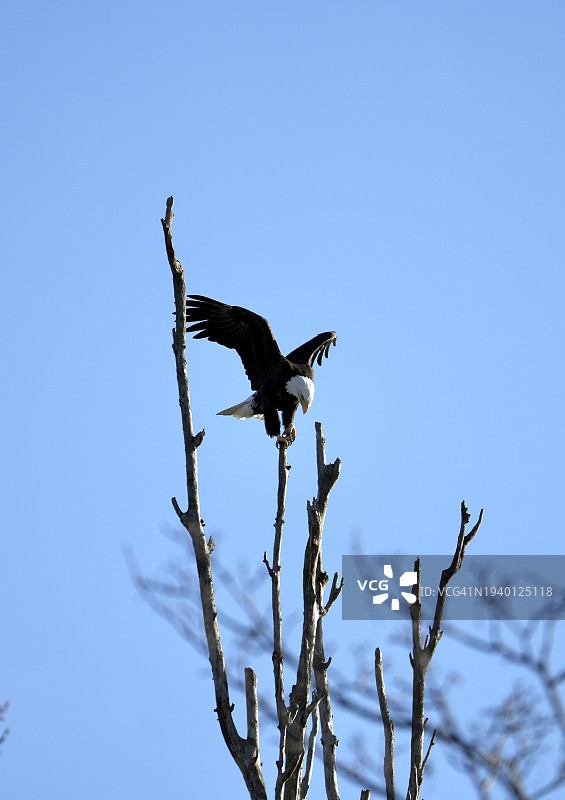 从低角度看，在晴朗的蓝天下，加拿大不列颠哥伦比亚省温哥华，秃鹰栖息在光秃秃的树上图片素材