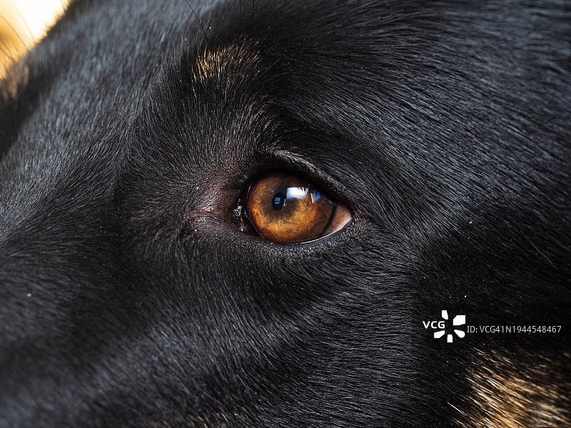 黑狗的棕色眼睛特写图片素材