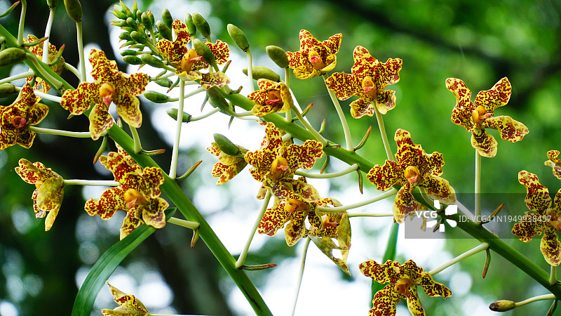 巨型兰花Grammatophyllum speciosum花图片素材