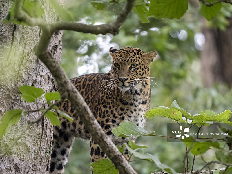 从低角度看，豹子在树上休息图片素材