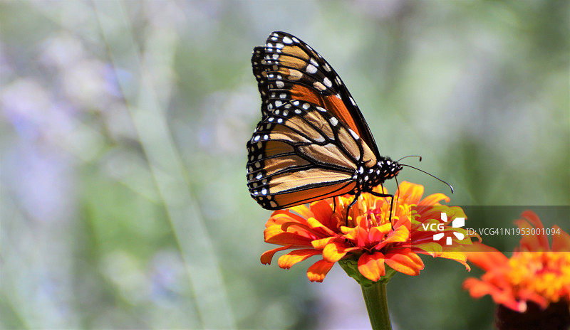 蝴蝶在花上授粉的特写，米德尔敦，新泽西州，美国图片素材