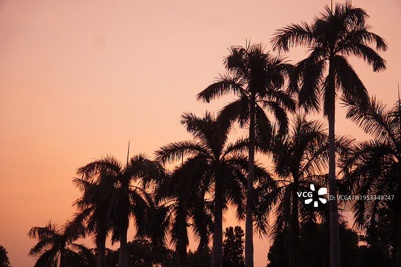 日落时棕榈树的剪影映衬着天空图片素材