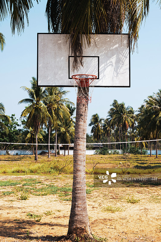 东南亚泰国的一棵棕榈树上的篮球圈图片素材