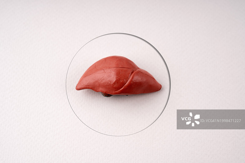 人体内部器官肝脏模型图片素材
