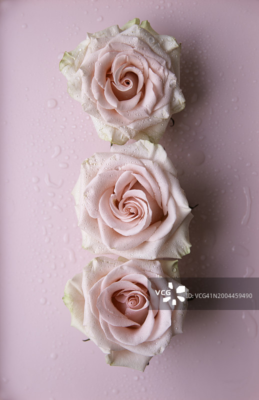 三个粉红色的玫瑰花头在粉红色的背景上排成一行图片素材