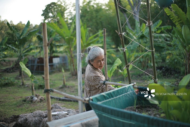 退休妇女在她的花园里图片素材