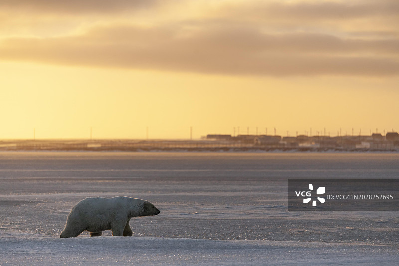 黄昏时分，美国阿拉斯加州卡克托维克北极国家野生动物保护区，北极熊(Ursus maritimus)在村庄前的浮冰上行走图片素材