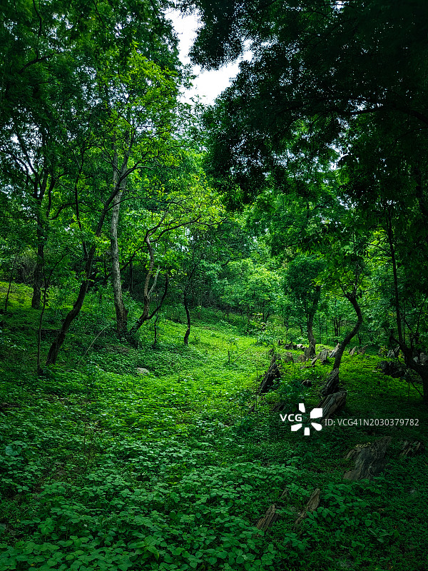 印度北方邦米尔扎普尔区森林中的树木图片素材
