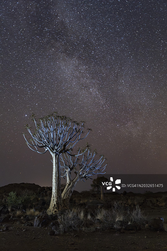 南非纳米比亚keetmanshop沙漠中箭袋树的红外图像图片素材