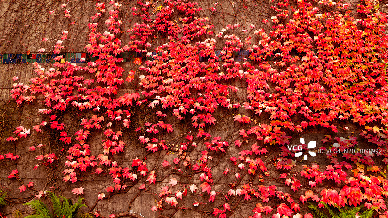 红色开花植物的高角度视图，基洛纳，不列颠哥伦比亚，加拿大图片素材