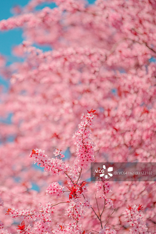 粉红色樱花的特写图片素材