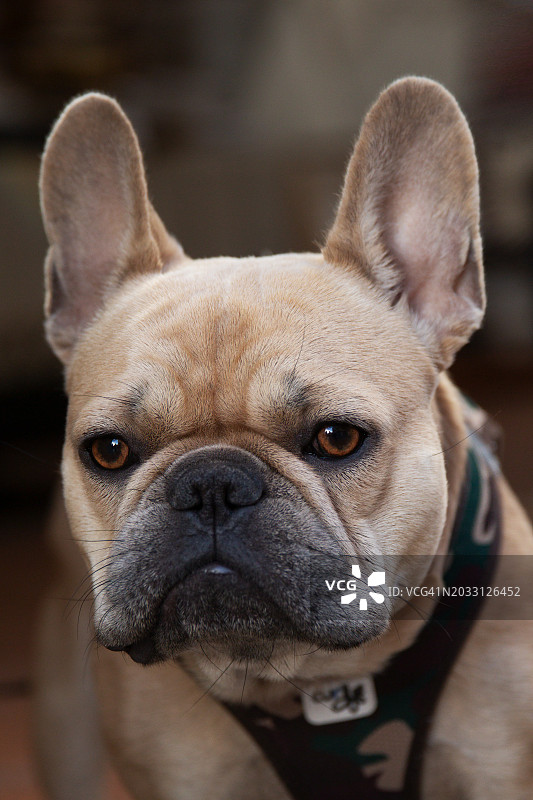 法国斗牛犬的特写肖像图片素材