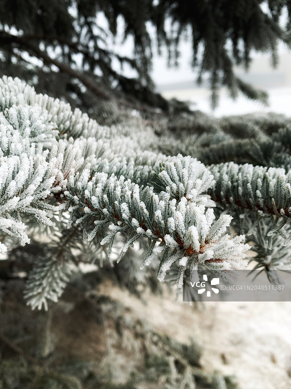 雪覆盖的松树特写，圣阿尔伯特，阿尔伯塔，加拿大图片素材