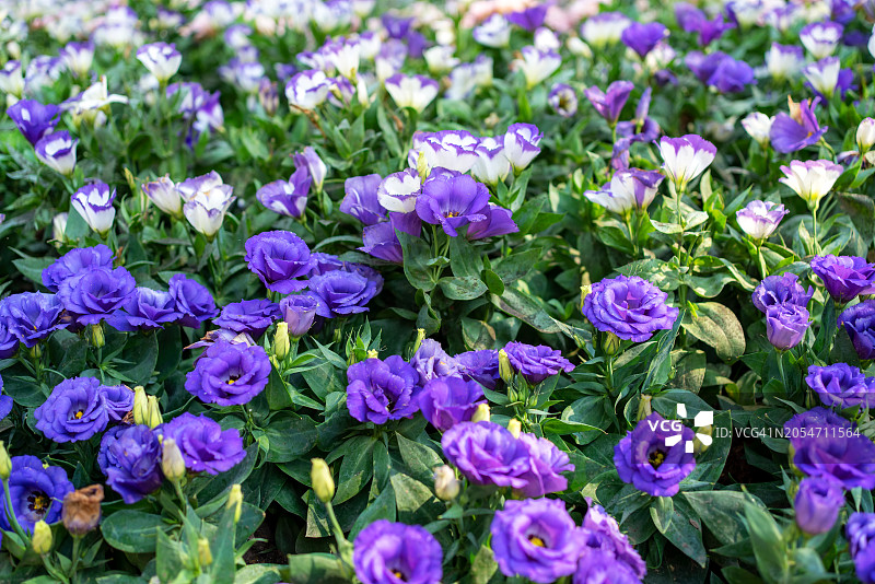 美丽的细节芬芳的紫色薰衣草花田和紫色的花朵背景在花园图片素材