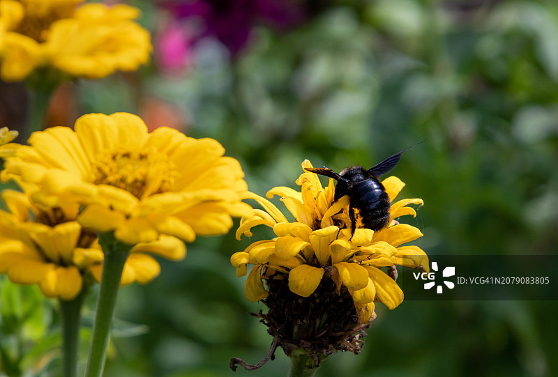 蜜蜂在黄花上授粉的特写图片素材