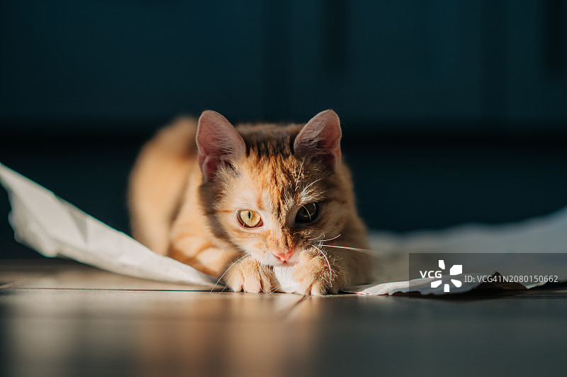 猫在玩纸图片素材