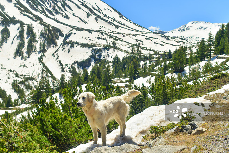 金毛猎犬在松树间的雪山中徒步旅行的肖像图片素材