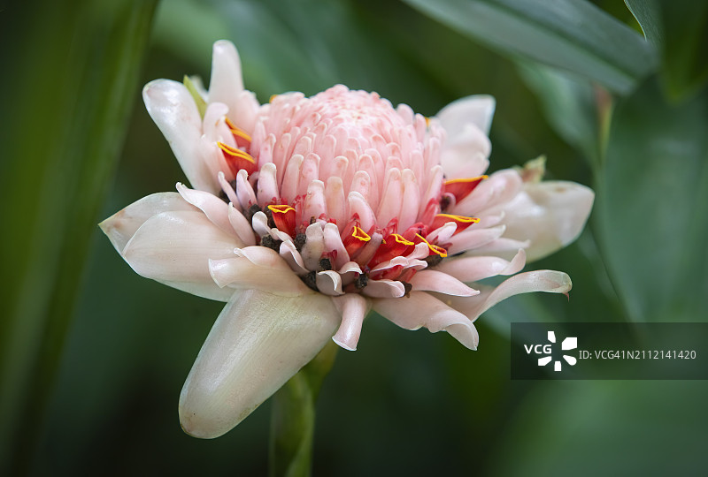 新加坡粉色玫瑰的特写图片素材