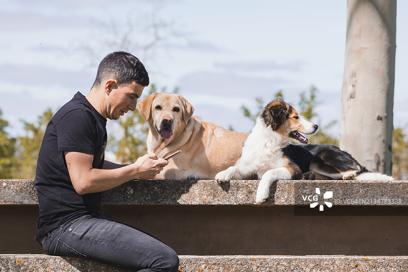 一名男子在公园里和他的宠物玩智能手机，他的宠物是一只漂亮的边境牧羊犬和一只金毛猎犬。图片素材