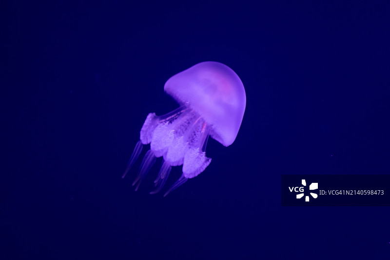 优雅的邂逅:桶形水母在海洋深处滑翔图片素材