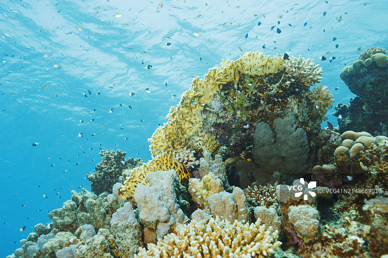 水下照片珊瑚花园礁，手指珊瑚，火珊瑚红海海洋生物图片素材