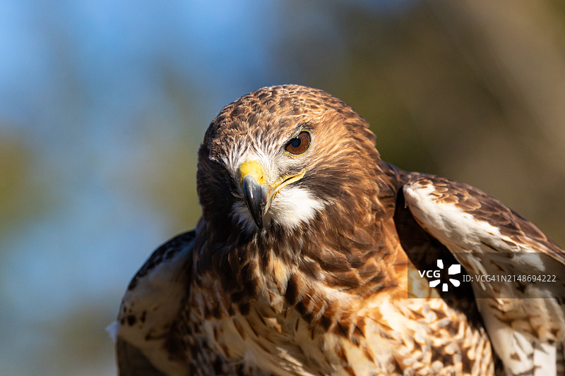 这是红尾鹰的特写照片，猛禽的眼睛图片素材