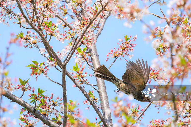 可爱美丽的棕耳球茎(棕耳球茎，由球茎组成的科)在美丽的kanhizakura (Cerasus sp.)中飞舞，吮吸花蜜。摄于2024年4月，日本东京文京区的小石川植物园。图片素材