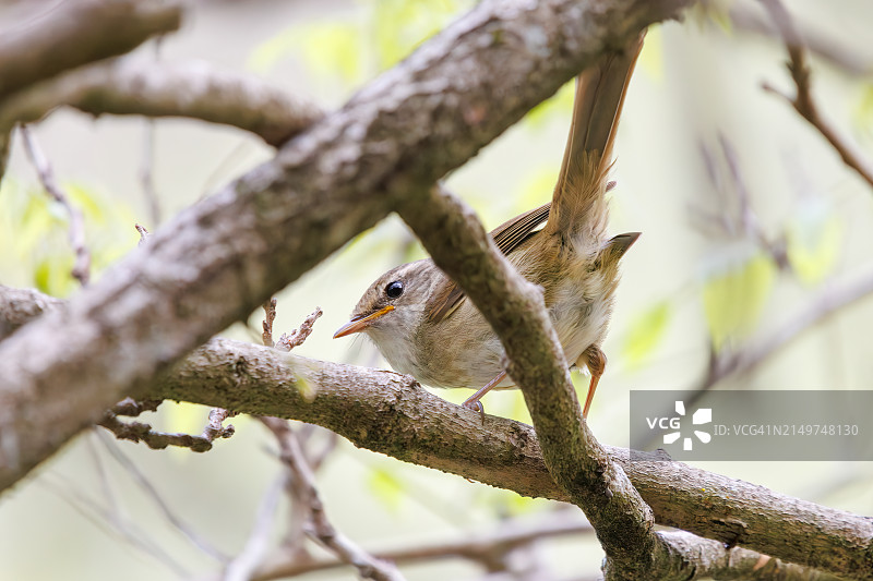 可爱的日本灌木莺(Horornis diphone，由灌木莺组成的家族)在灌木丛中发出美丽而响亮的啁啾声。日本神奈川县相模原市Hayatogawa森林路，摄于2024年4月。图片素材