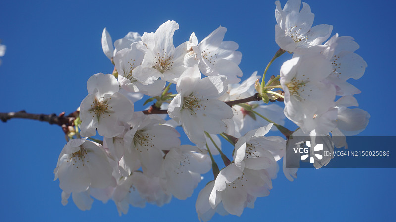 低角度的樱花对着晴朗的蓝天图片素材