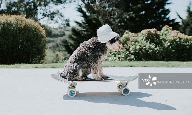 一只狗戴着无边帽在滑板上图片素材