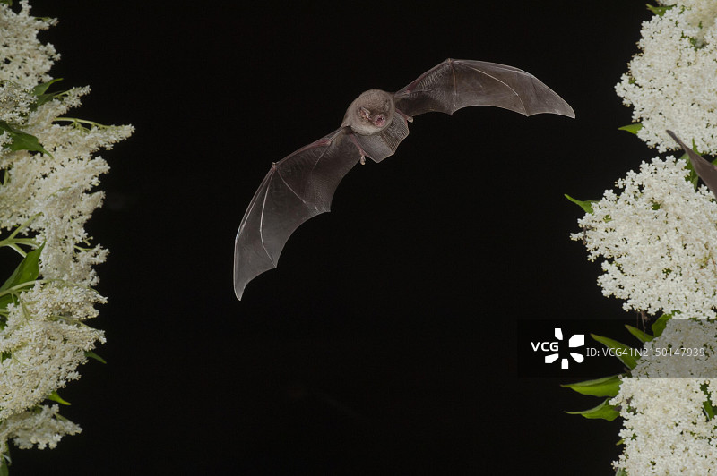 普通的弯翅蝙蝠(Miniopterus schreibersii)飞过开花的接老木(sambuus)，保加利亚，欧洲图片素材