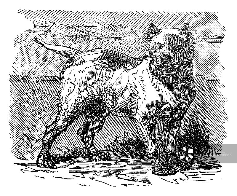 狗的古董插画图片素材