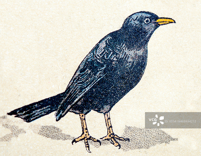 普通画眉，古色古香的鸟类动物插图图片素材