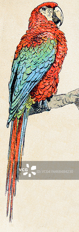 猩红色金刚鹦鹉，鸟类动物古董插图图片素材